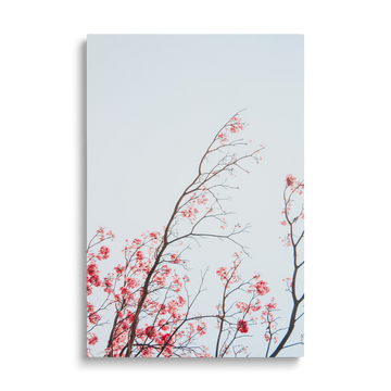 BRANCHES